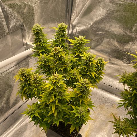 Wedding cake auto growlog timeline photo