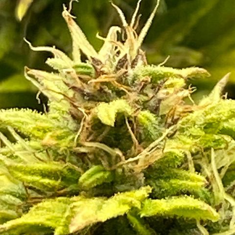 Wedding cake auto growlog timeline photo