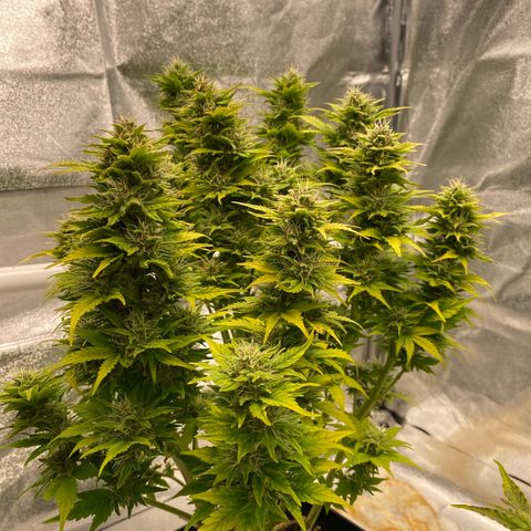 Wedding cake auto growlog timeline photo