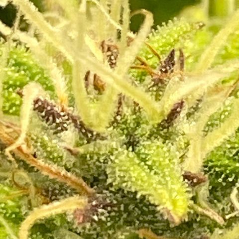 Wedding cake auto growlog timeline photo
