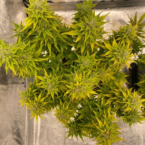 Wedding cake auto growlog timeline photo