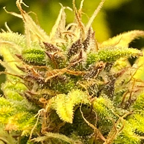 Wedding cake auto growlog timeline photo