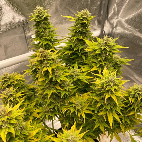 Wedding cake auto growlog timeline photo