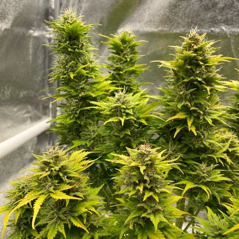 Wedding cake auto growlog timeline photo