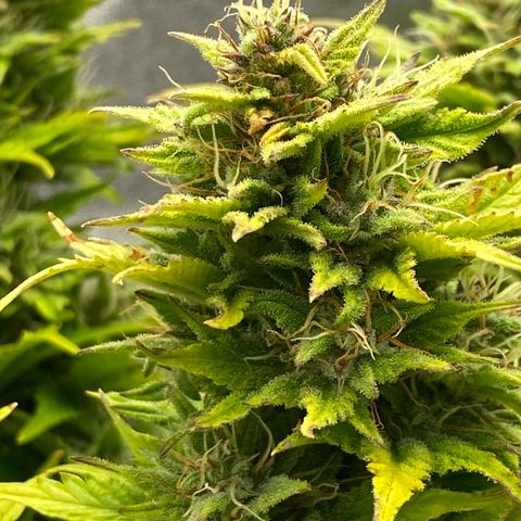 Wedding cake auto growlog timeline photo