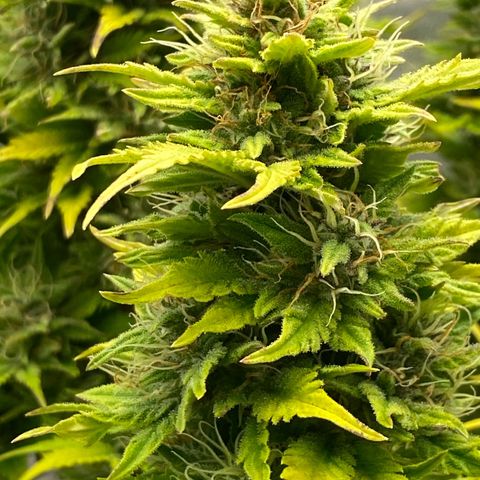 Wedding cake auto growlog timeline photo