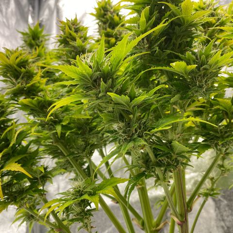 Wedding cake auto growlog timeline photo