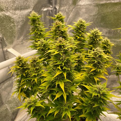 Wedding cake auto growlog timeline photo