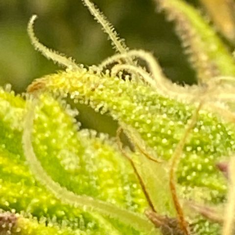 Wedding cake auto growlog timeline photo