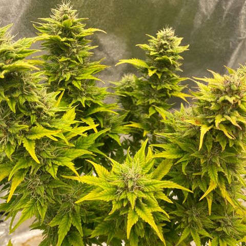 Wedding cake auto growlog timeline photo