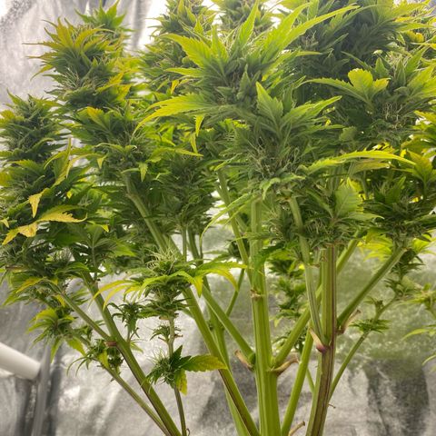 Wedding cake auto growlog timeline photo