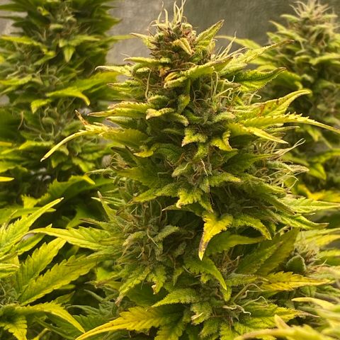 Wedding cake auto growlog timeline photo