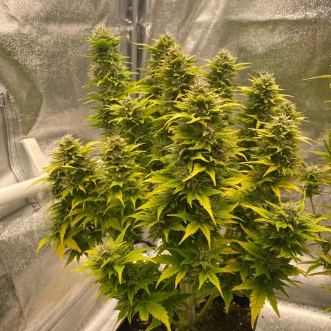 Wedding cake auto growlog timeline photo