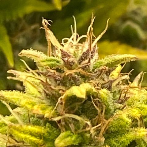 Wedding cake auto growlog timeline photo