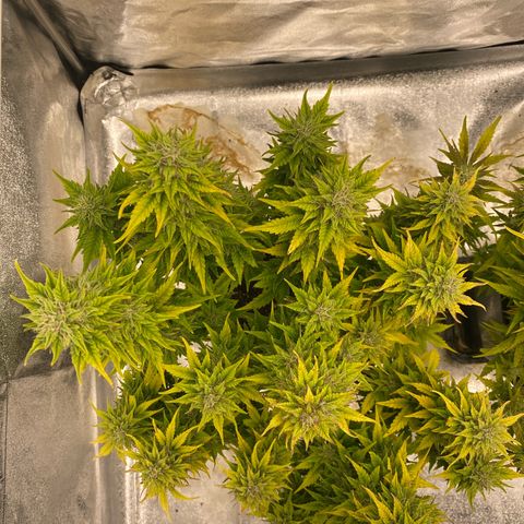 Wedding cake auto growlog timeline photo