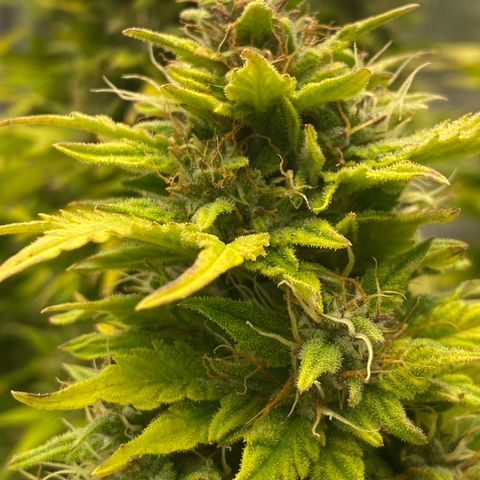 Wedding cake auto growlog timeline photo