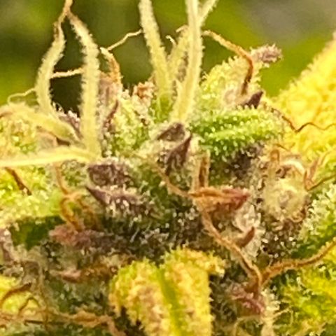 Wedding cake auto growlog timeline photo