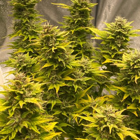 Wedding cake auto growlog timeline photo