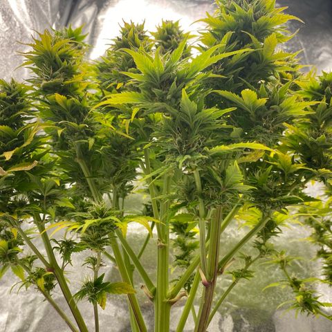 Wedding cake auto growlog timeline photo