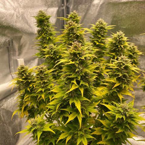 Wedding cake auto growlog timeline photo