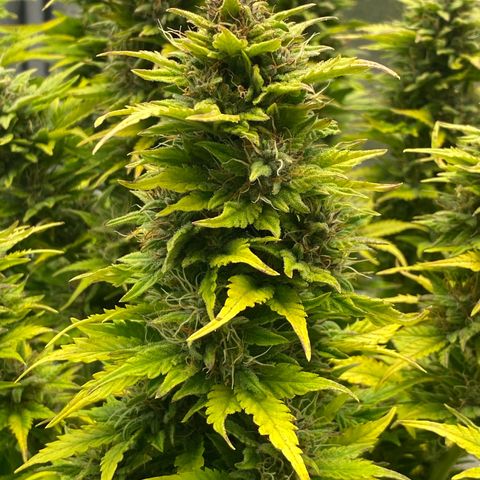 Wedding cake auto growlog timeline photo