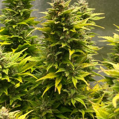 Wedding cake auto growlog timeline photo