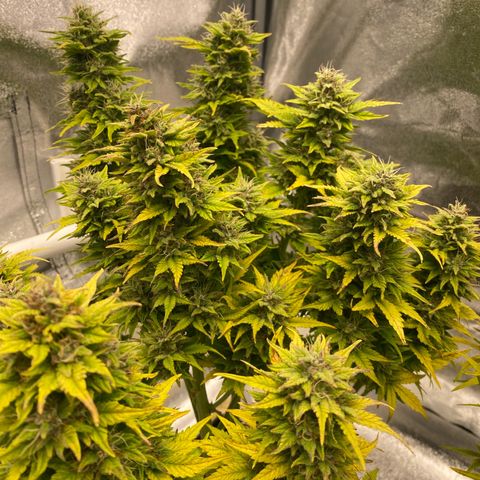 Wedding cake auto growlog timeline photo