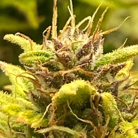 Wedding cake auto growlog timeline photo