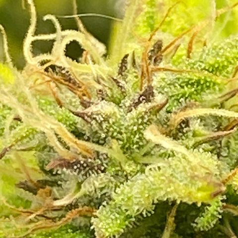 Wedding cake auto growlog timeline photo