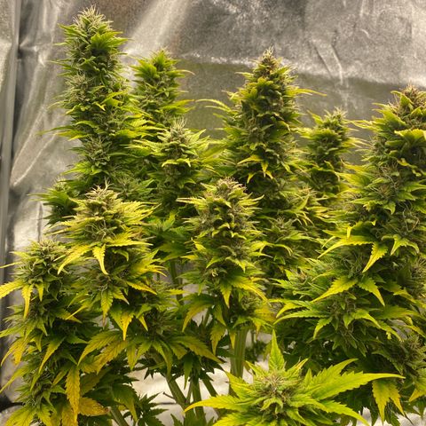 Wedding cake auto growlog timeline photo