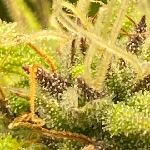 Wedding cake auto growlog timeline photo