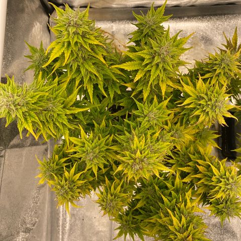 Wedding cake auto growlog timeline photo