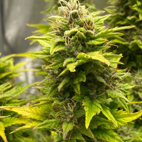Wedding cake auto growlog timeline photo