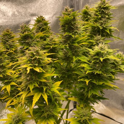 Wedding cake auto growlog timeline photo