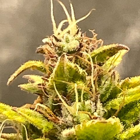 Wedding cake auto growlog timeline photo
