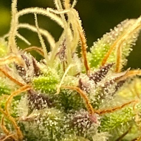 Wedding cake auto growlog timeline photo
