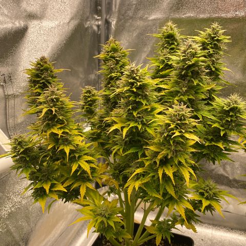Wedding cake auto growlog timeline photo