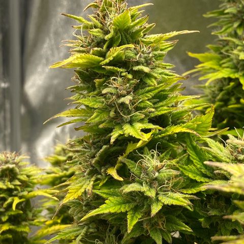 Wedding cake auto growlog timeline photo