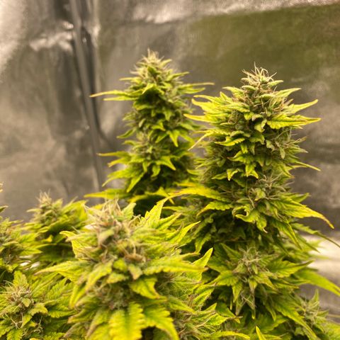 Wedding cake auto growlog timeline photo
