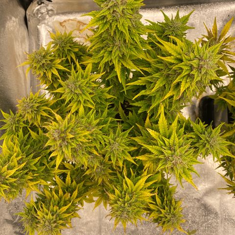Wedding cake auto growlog timeline photo