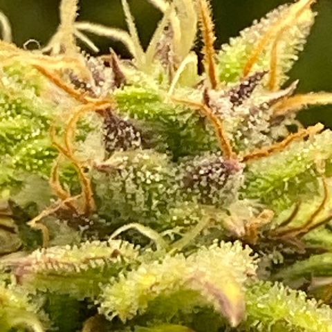 Wedding cake auto growlog timeline photo