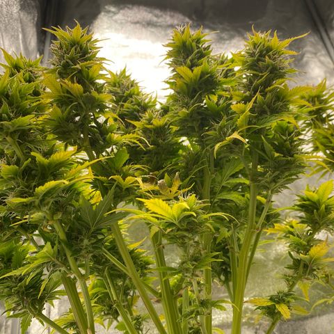 Wedding cake auto growlog timeline photo