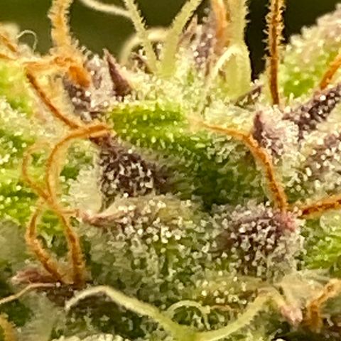 Wedding cake auto growlog timeline photo