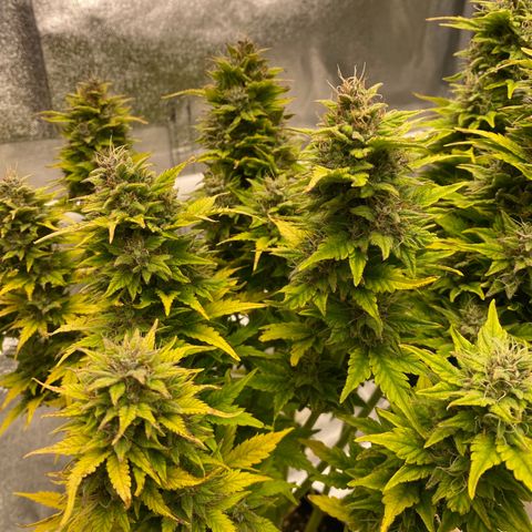 Wedding cake auto growlog timeline photo