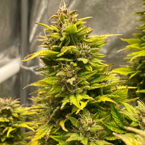 Wedding cake auto growlog timeline photo
