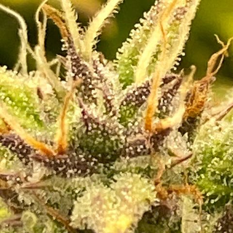 Wedding cake auto growlog timeline photo