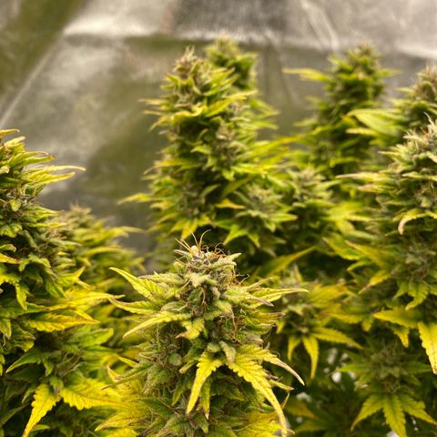 Wedding cake auto growlog timeline photo