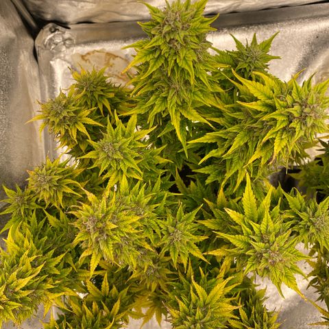 Wedding cake auto growlog timeline photo