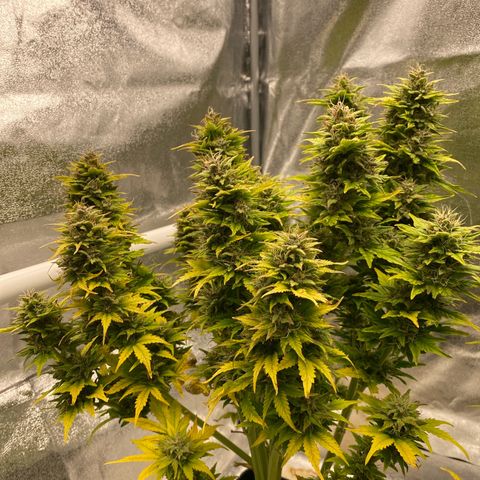 Wedding cake auto growlog timeline photo