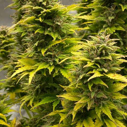 Wedding cake auto growlog timeline photo
